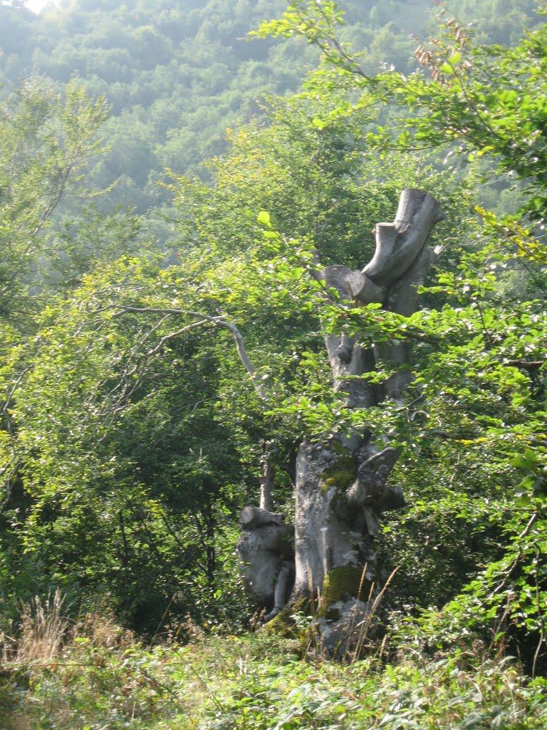 Розтока з panoramio.com - Ростока