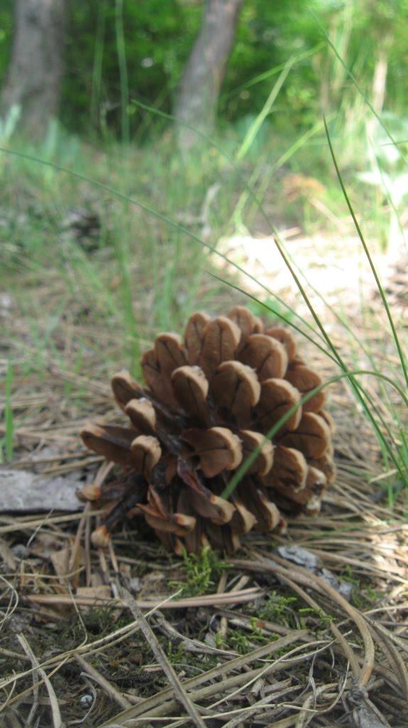 Цеханівка з panoramio.com - Цеханівка