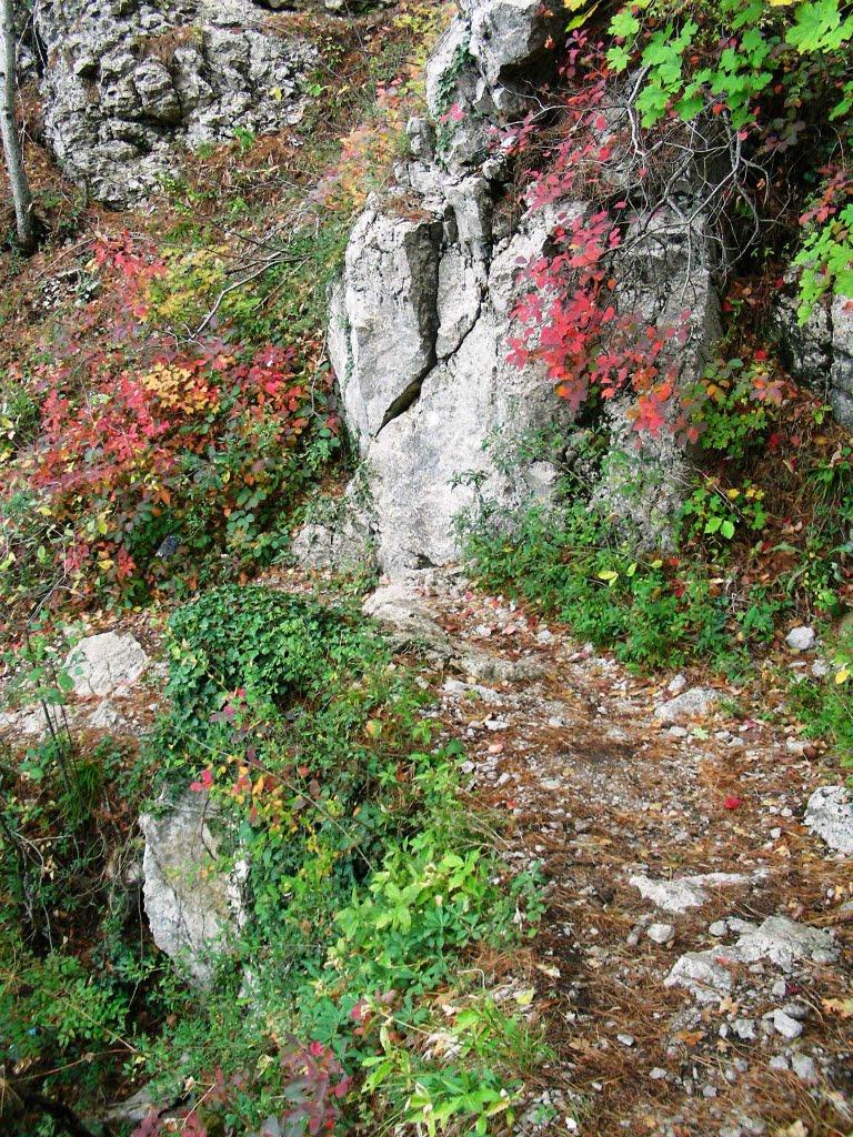 Виноградне з panoramio.com - Виноградное