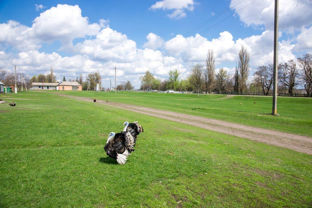 Харківці з panoramio.com - Харківці