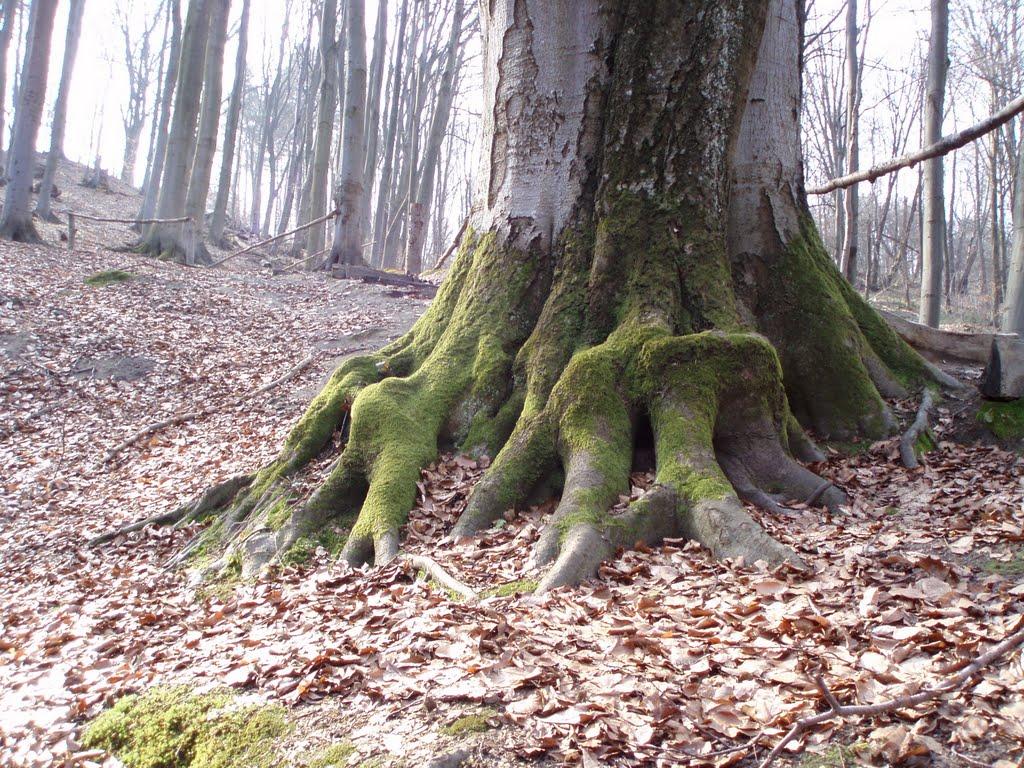 Козулька з panoramio.com - Козулька