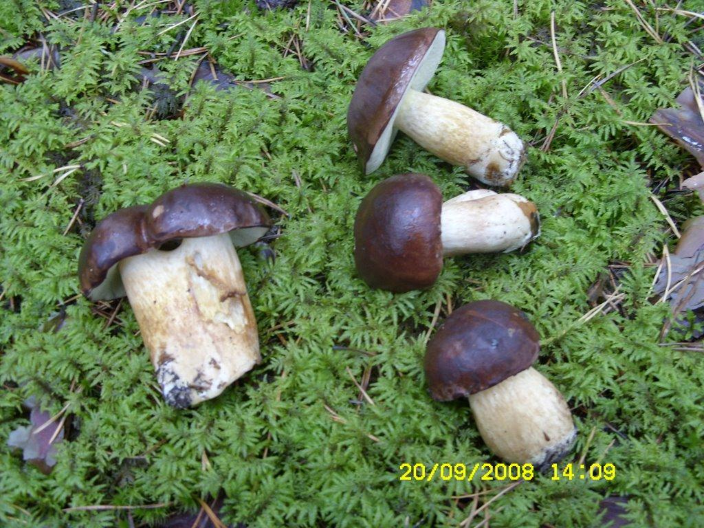 Папірня з panoramio.com - Papirnya