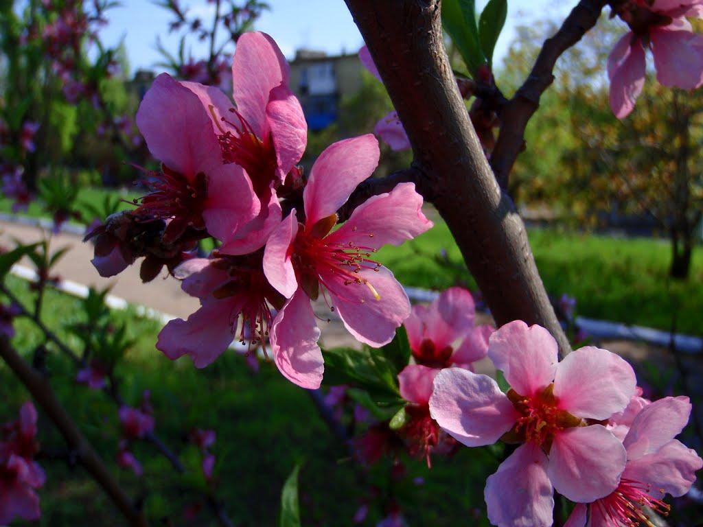 Дзержинськ з panoramio.com - Дзержинськ