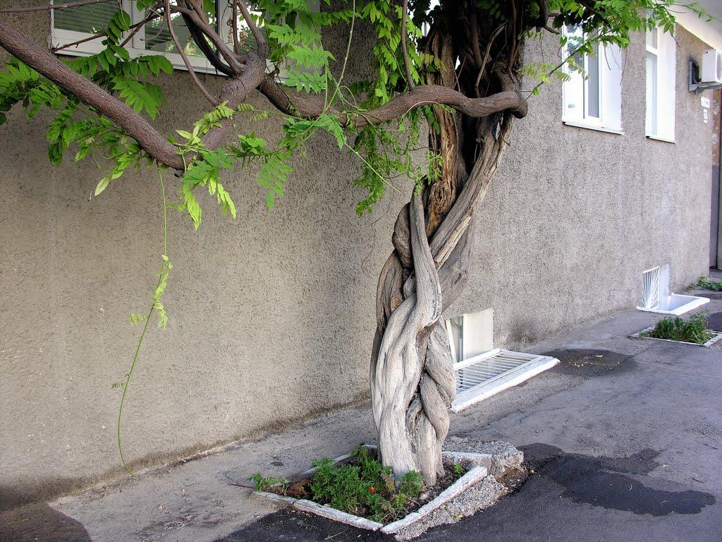 Ясень з panoramio.com - Ясень