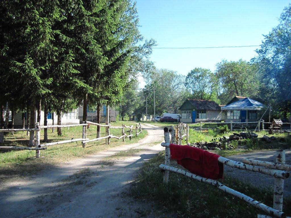 Кияшки з panoramio.com - Кияшки