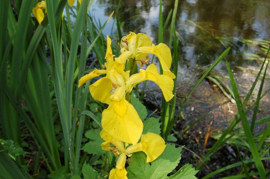 Кремінна з panoramio.com - Кремінна