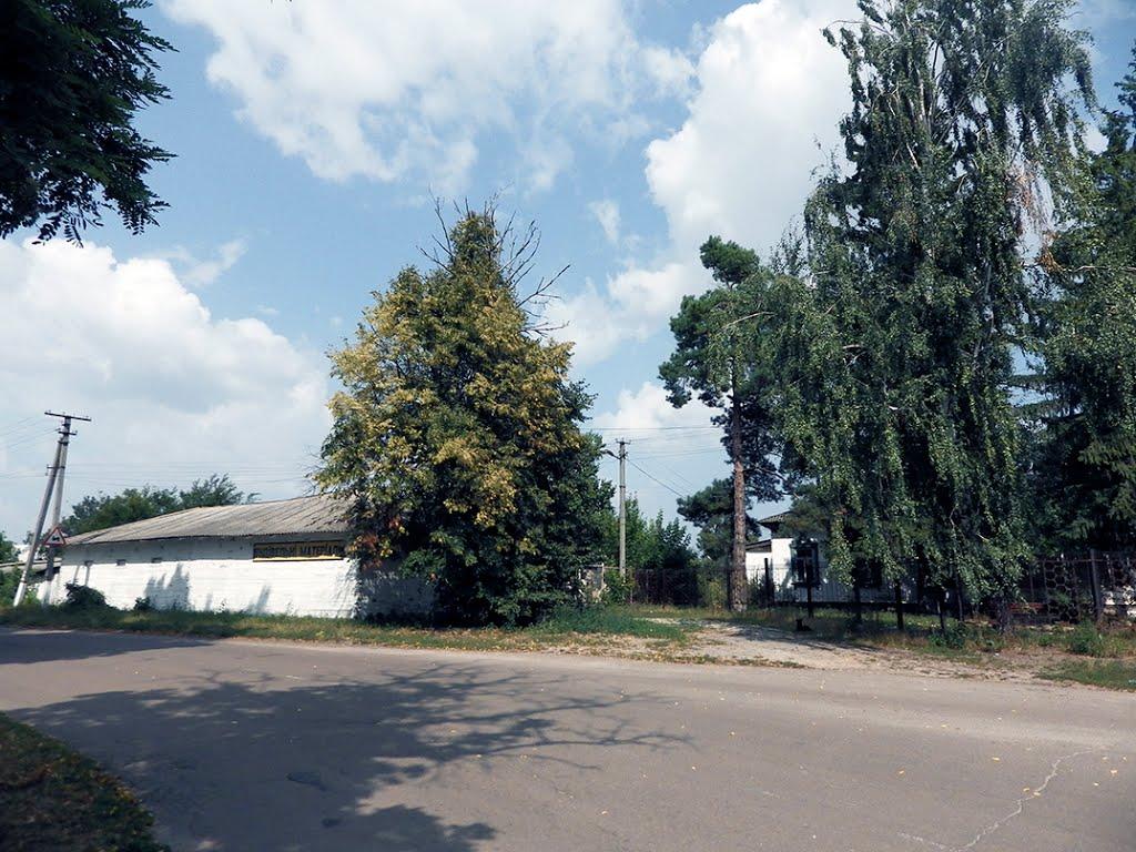 Мала Стариця з panoramio.com - Мала Стариця