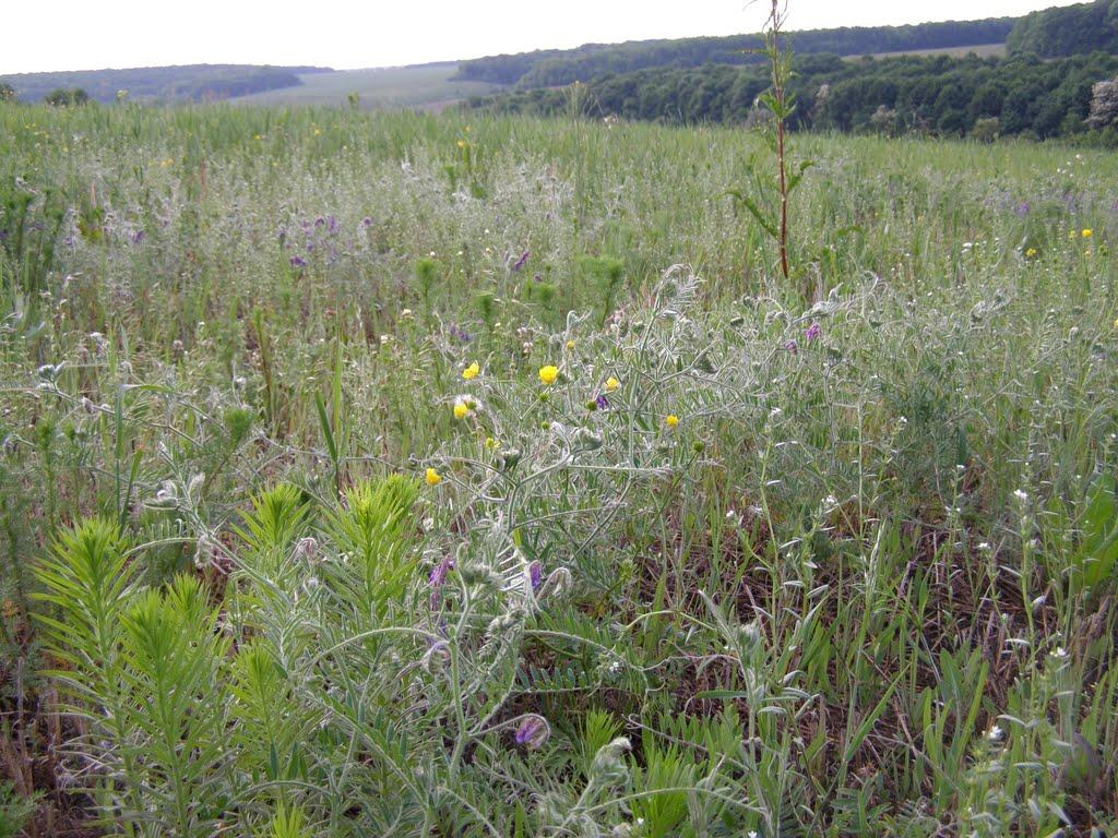 Люботин з panoramio.com (ч.2) - Люботин