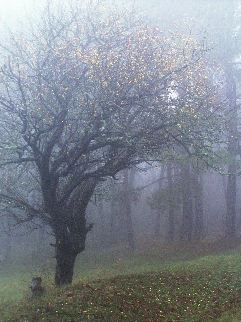 Научний з panoramio.com - Научний