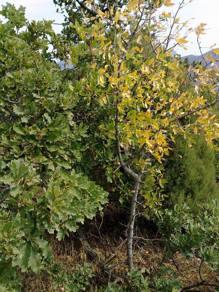 Морське з panoramio.com (ч.2) - Morske