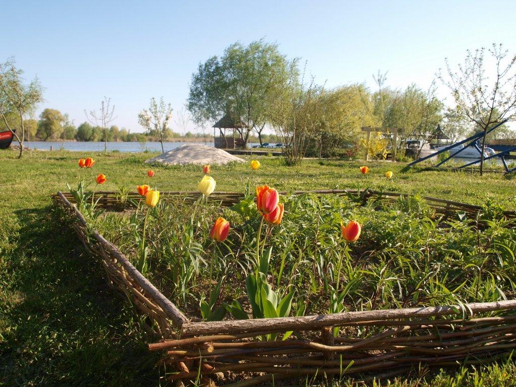 Вилкове з panoramio.com (ч.2) - Vylkove