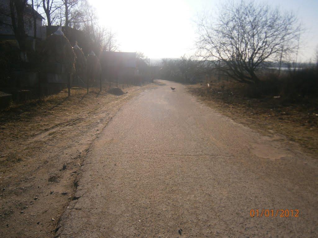 Берездівці з panoramio.com - Берездівці