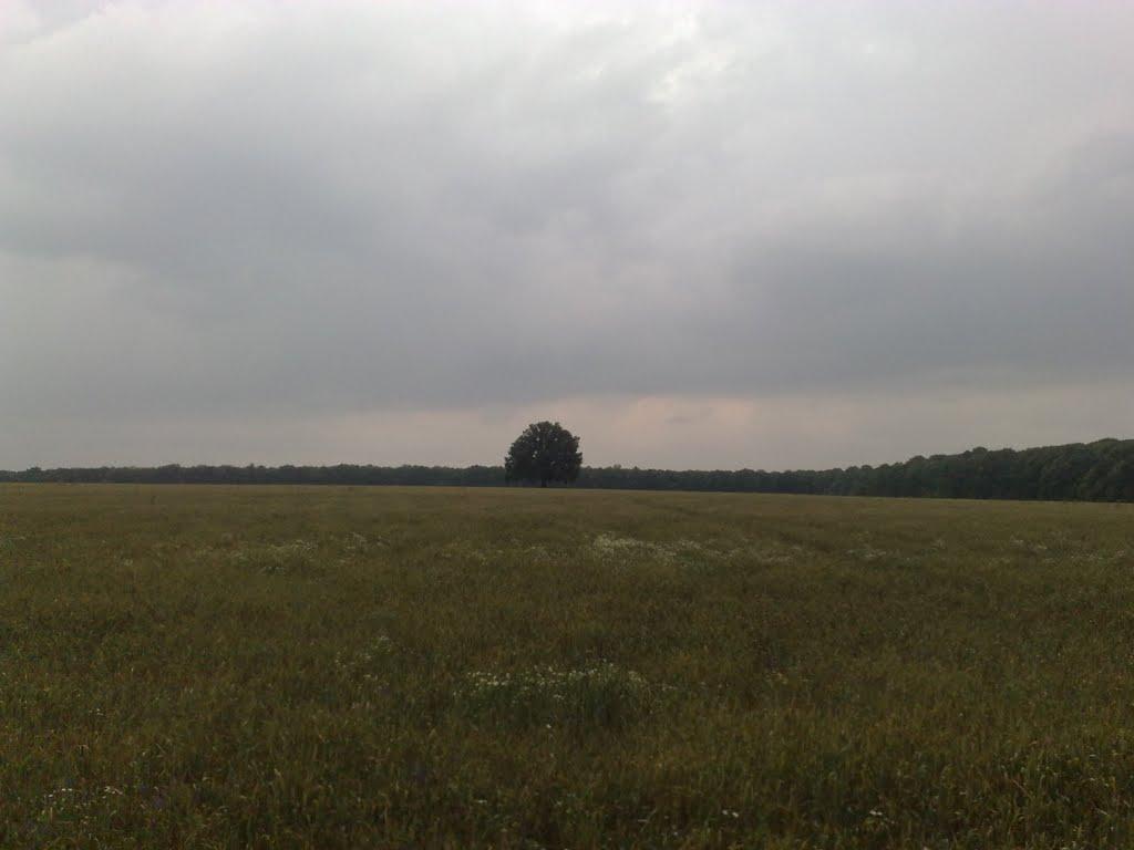 Зайченки з panoramio.com - Зайченки