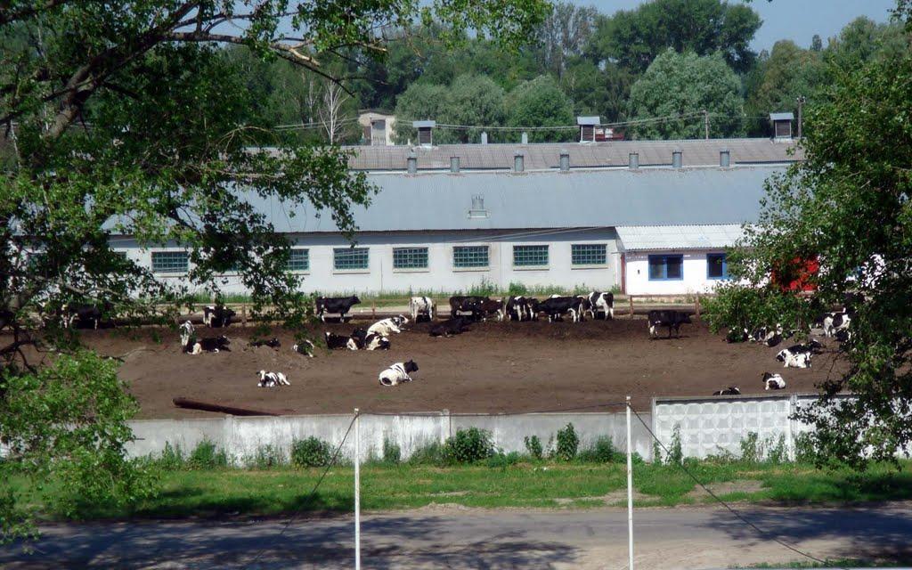 Дударків з panoramio.com - Дударків