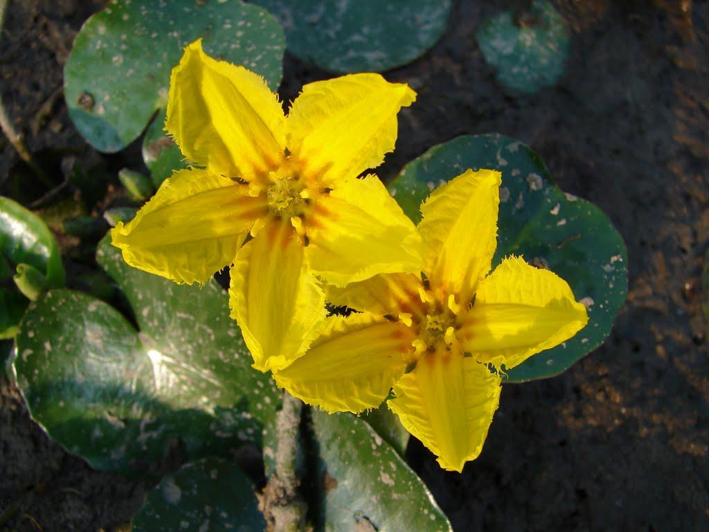 Грем'яч з panoramio.com - Грем'яч