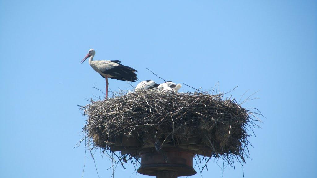 Знаменівка з panoramio.com - Знаменівка