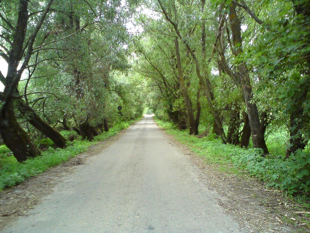 Чернацьке з panoramio.com - Чернацьке