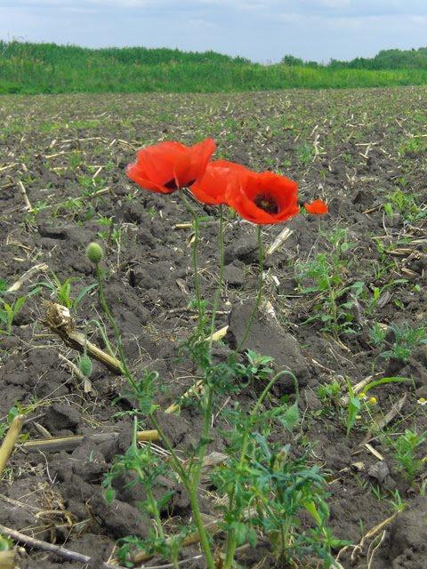 Бугаївка з panoramio.com - Бугаївка