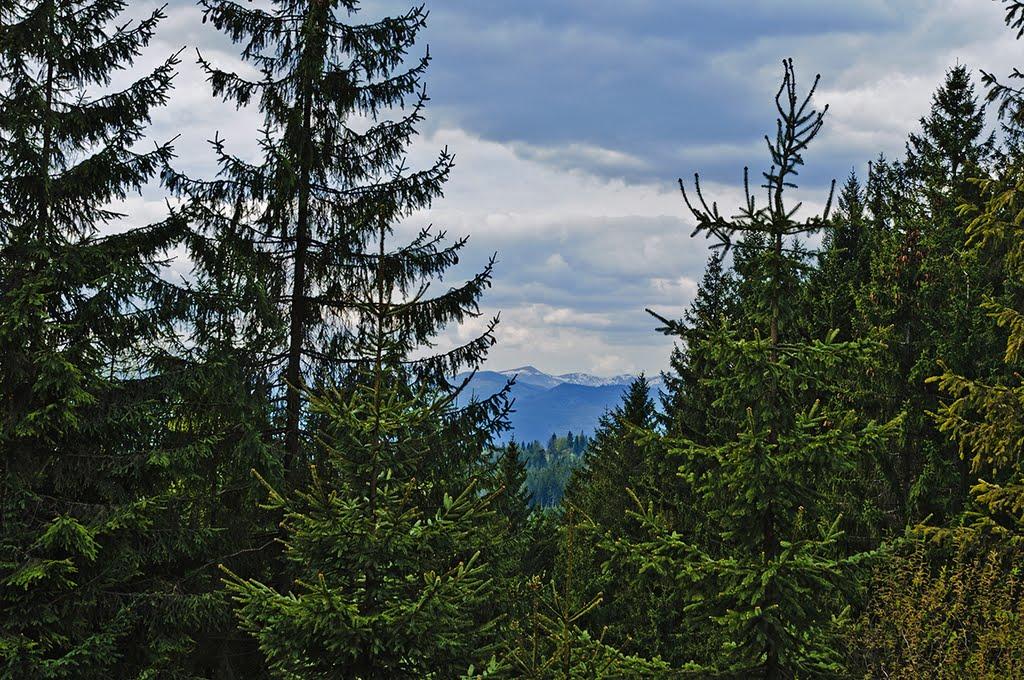 Вороненко з panoramio.com - Вороненко