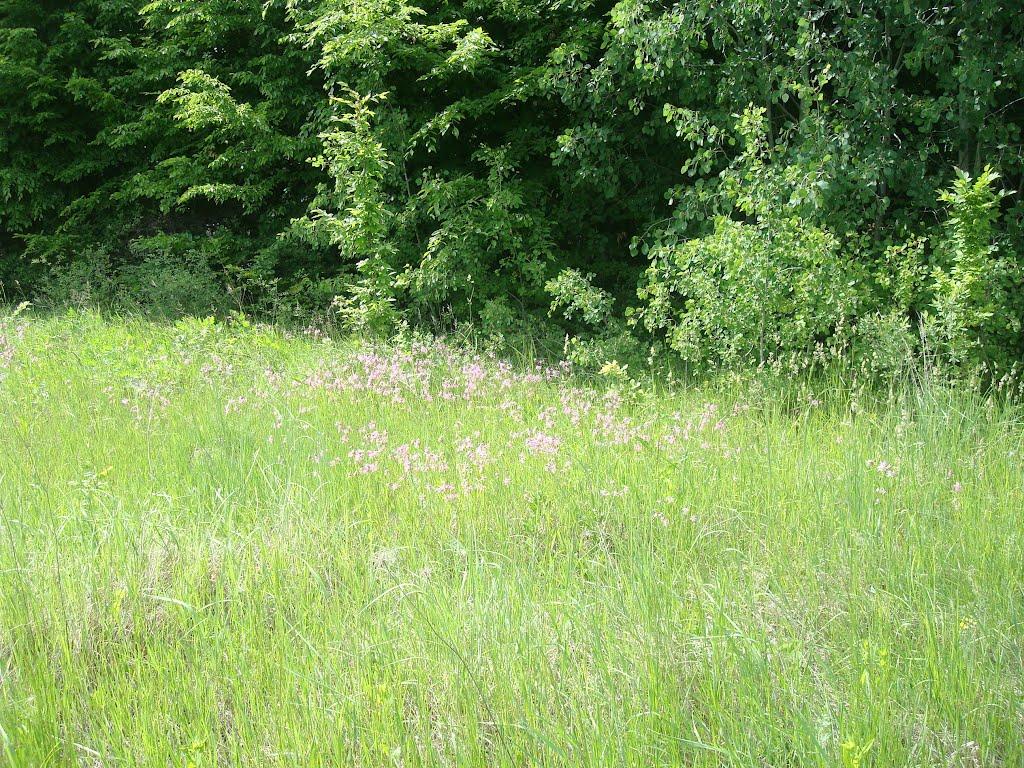 Мала Стружка з panoramio.com - Мала Стружка