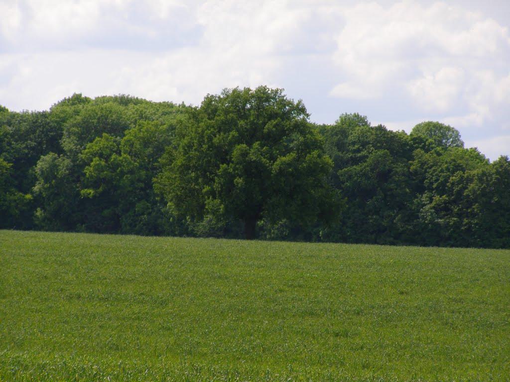 Зайченки з panoramio.com - Зайченки