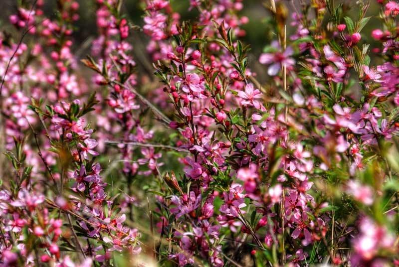 Виноградне з panoramio.com - Виноградне