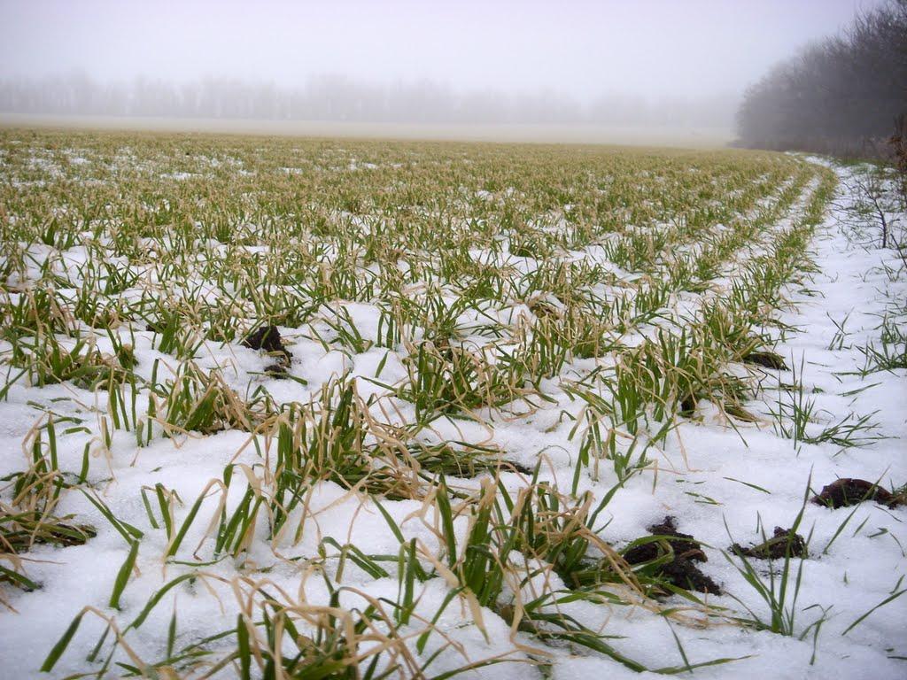 Новопетрівське з panoramio.com - Новопетрівське