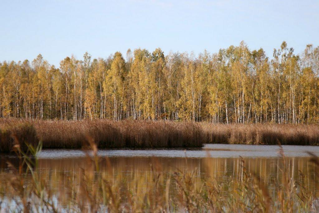 Жовтневе з panoramio.com - Жовтневе