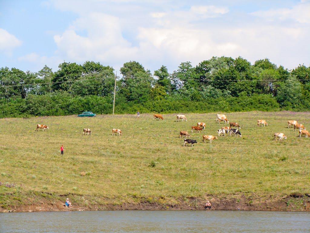 Волоська Балаклія з panoramio.com - Волосская Балаклея