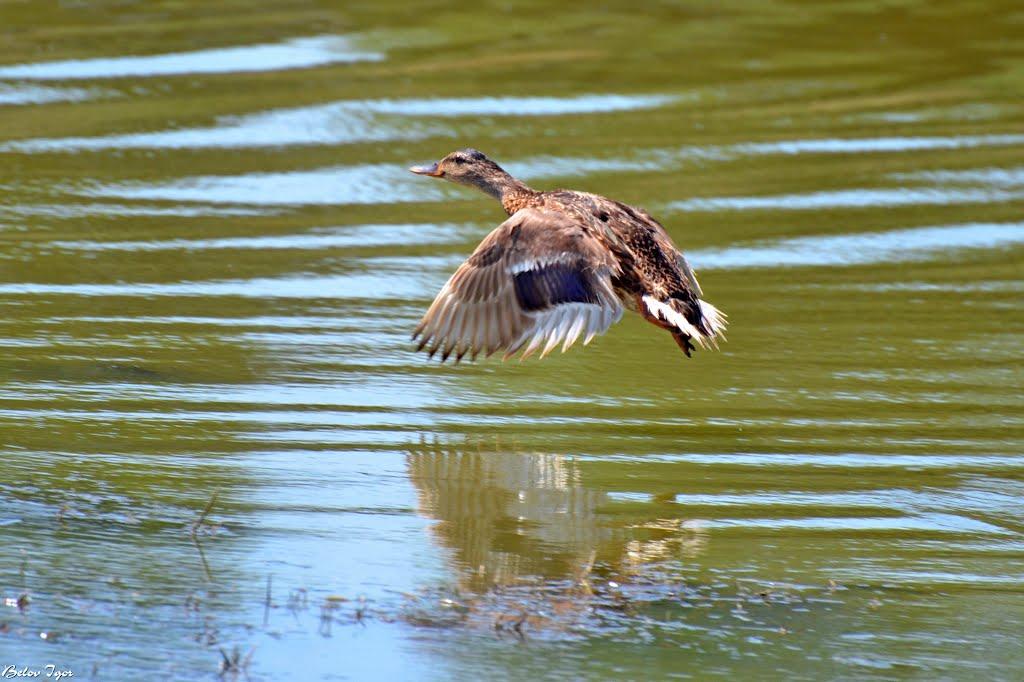 Комінтернівське з panoramio.com - Комінтернівське