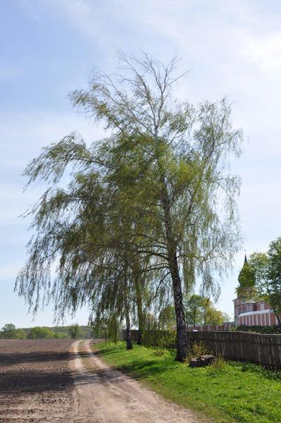 Густиня з panoramio.com - Густыня