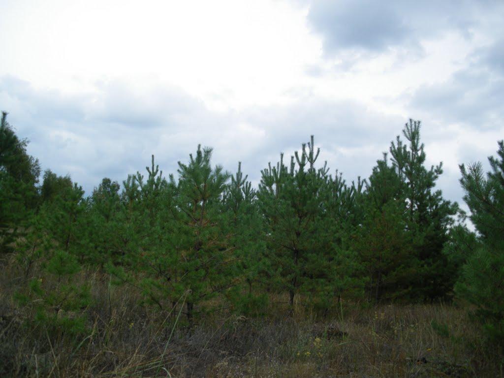 Яцьківка з panoramio.com - Яцьківка