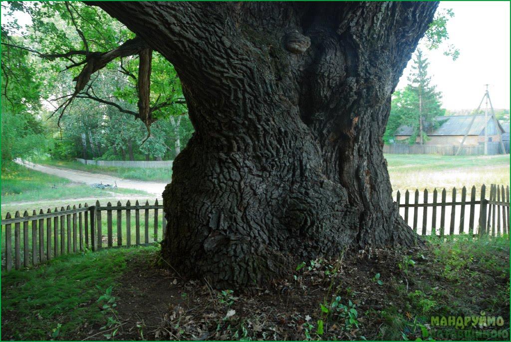 Деревки з panoramio.com - Деревки