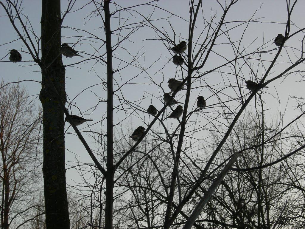 Кути з panoramio.com - Кути