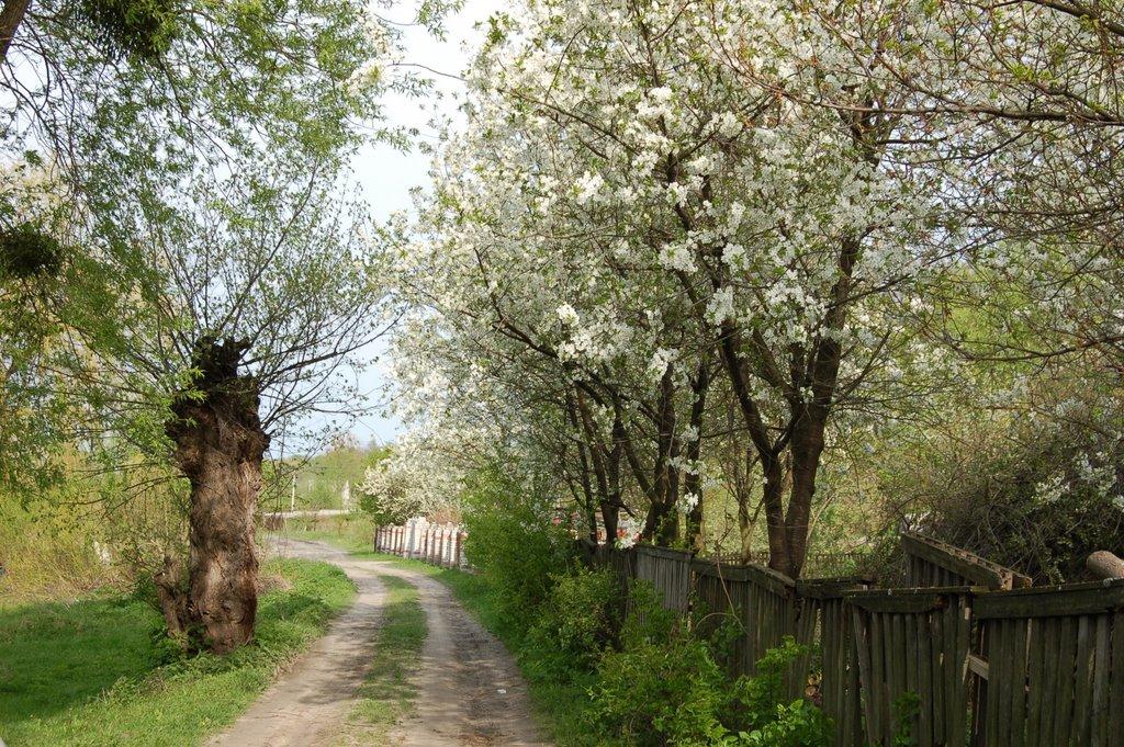 Українка з panoramio.com - Украинка