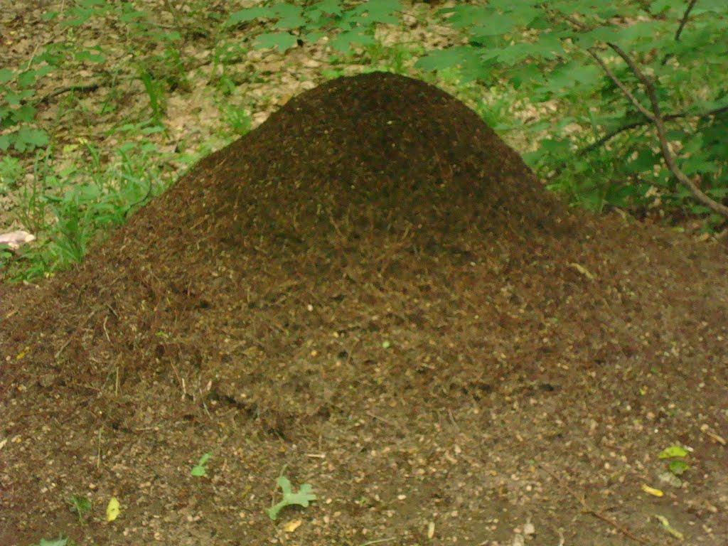 Любомирівка з panoramio.com - Любомирівка