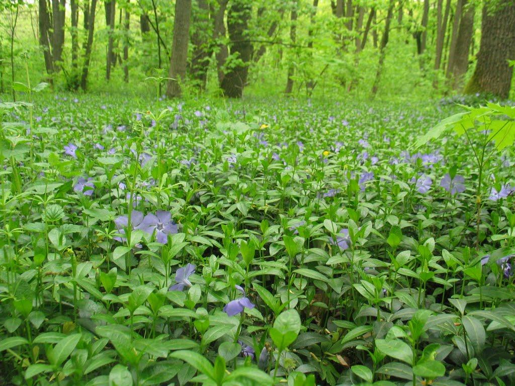 Приліпка з panoramio.com - Прилипка