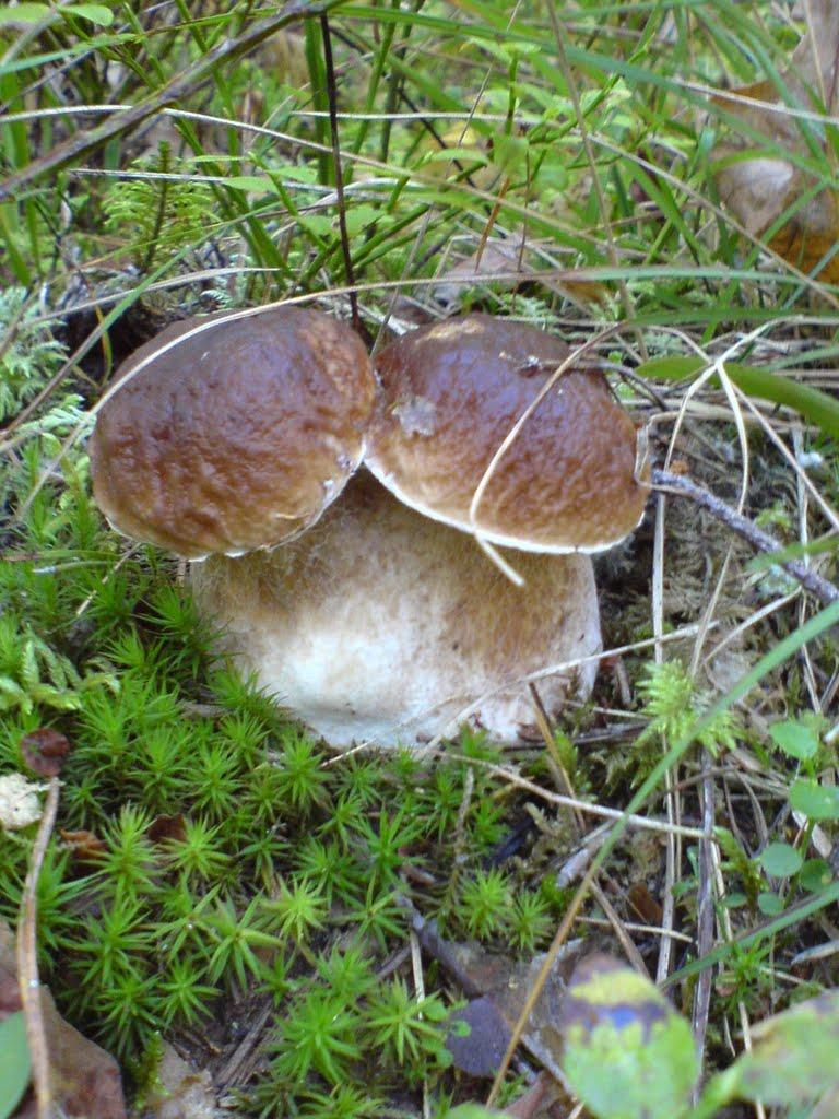 Збруї з panoramio.com - Збруї