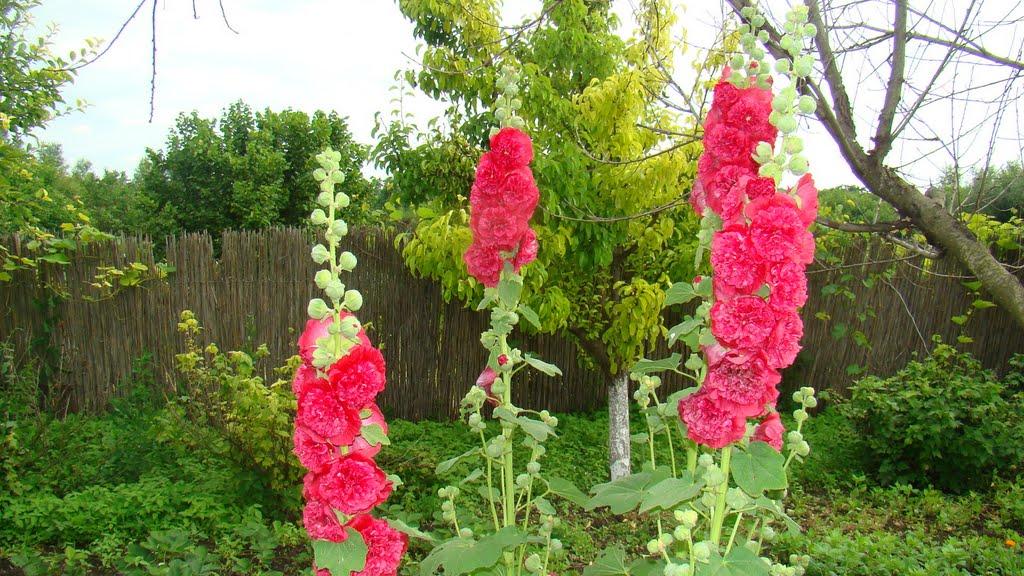 Янишівка з panoramio.com - Янишівка