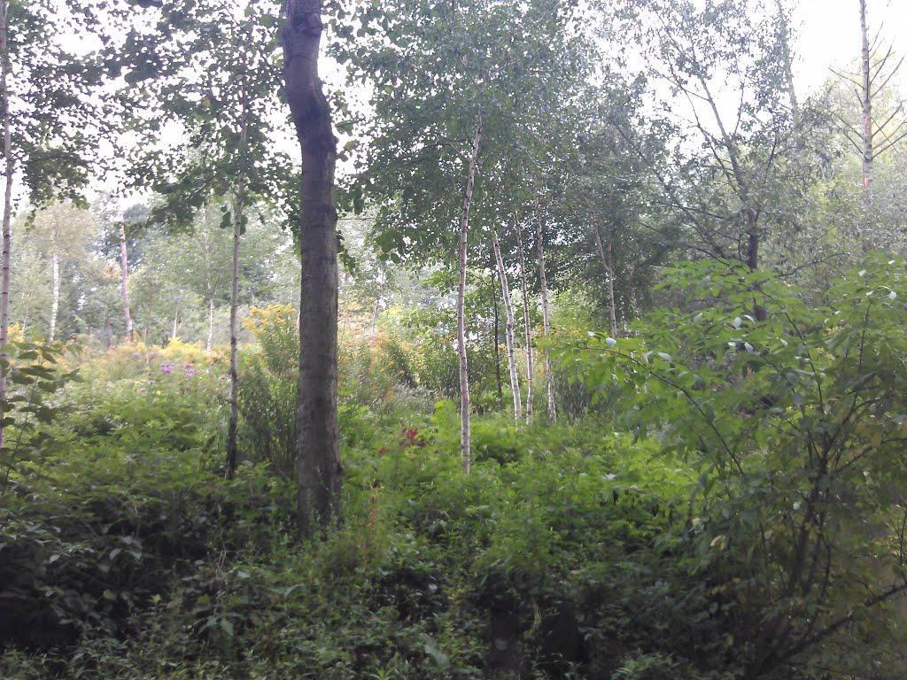 Великі Крушлинці з panoramio.com - Великі Крушлинці