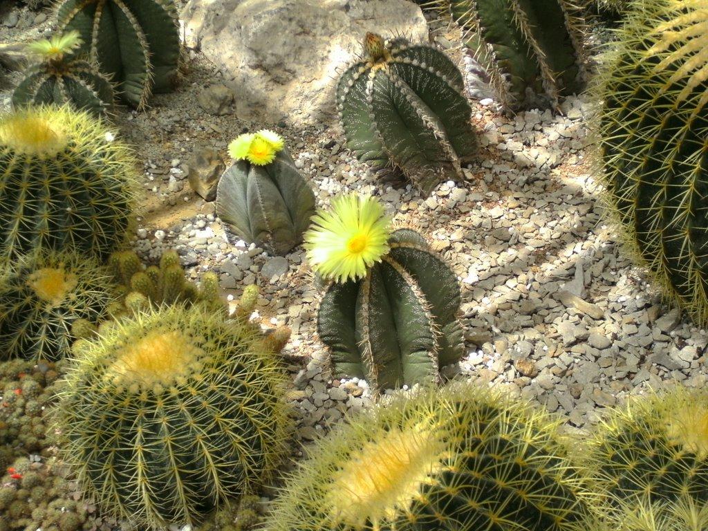 Данилівка з panoramio.com - Данилівка