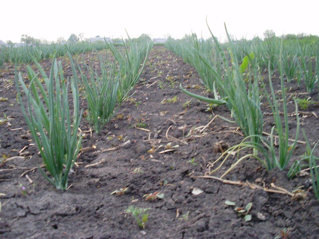 Котовка з panoramio.com - Котовка