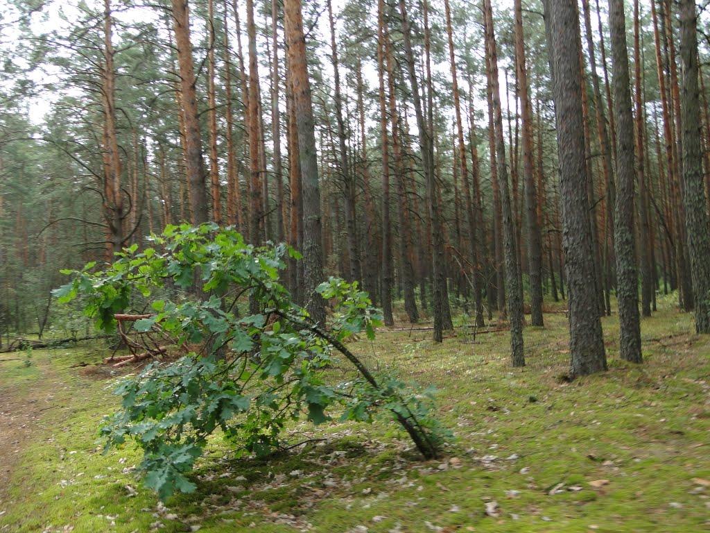 Бирине з panoramio.com - Бирине