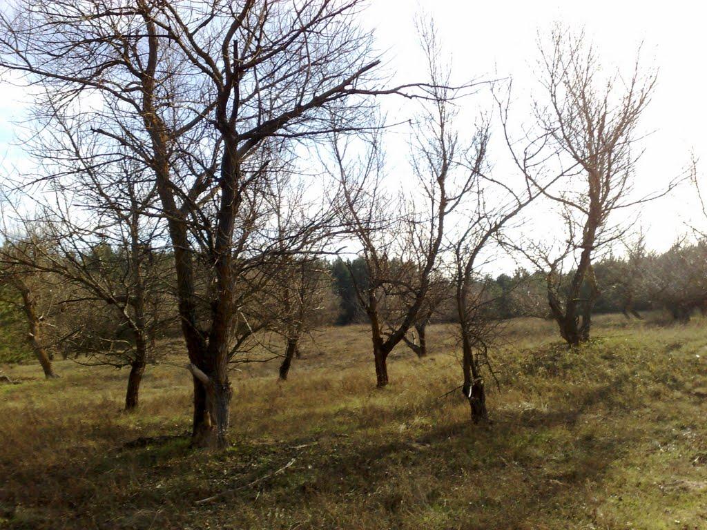 Чулаківка з panoramio.com - Чулаківка