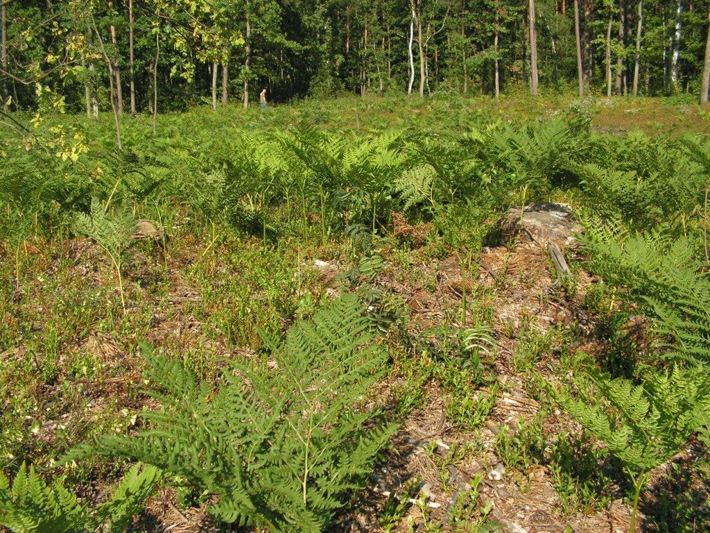 Лисняки з panoramio.com - Лисняки