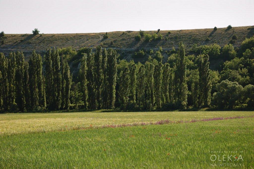 Красний Мак з panoramio.com - Krasnyy Mak