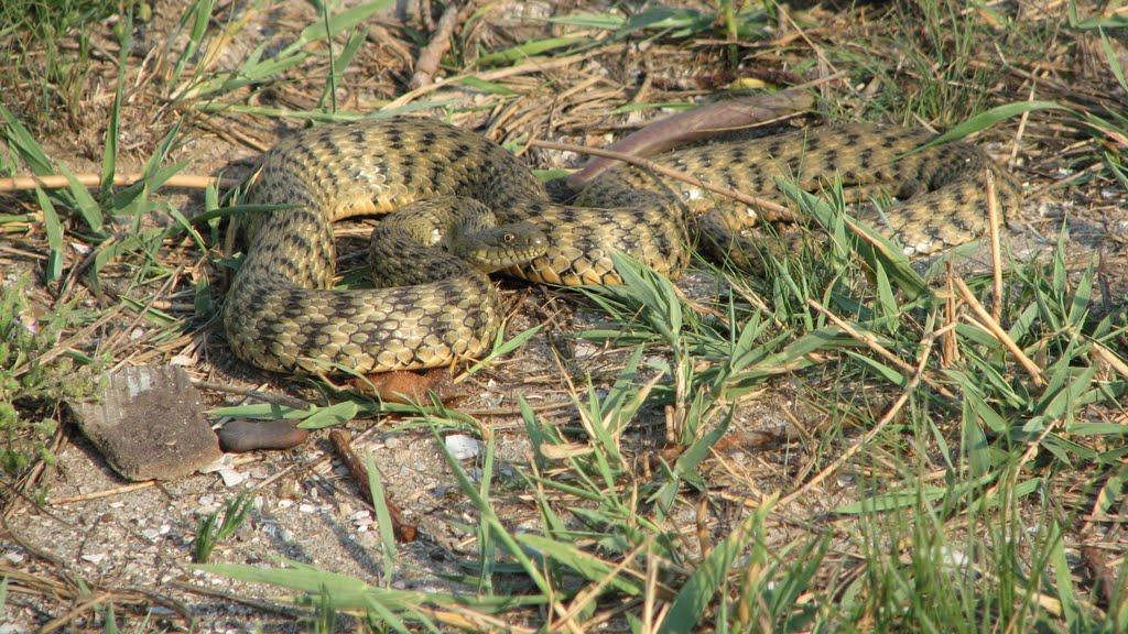 Роксолани з panoramio.com - Роксолани