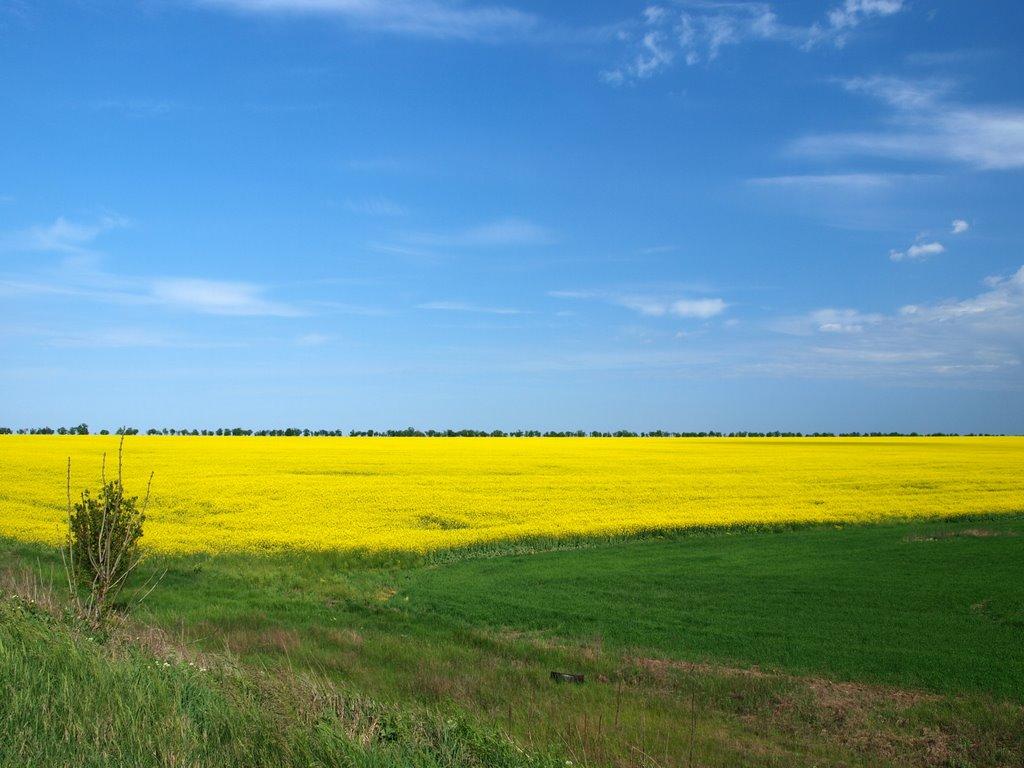 Плахтіївка з panoramio.com - Плахтіївка