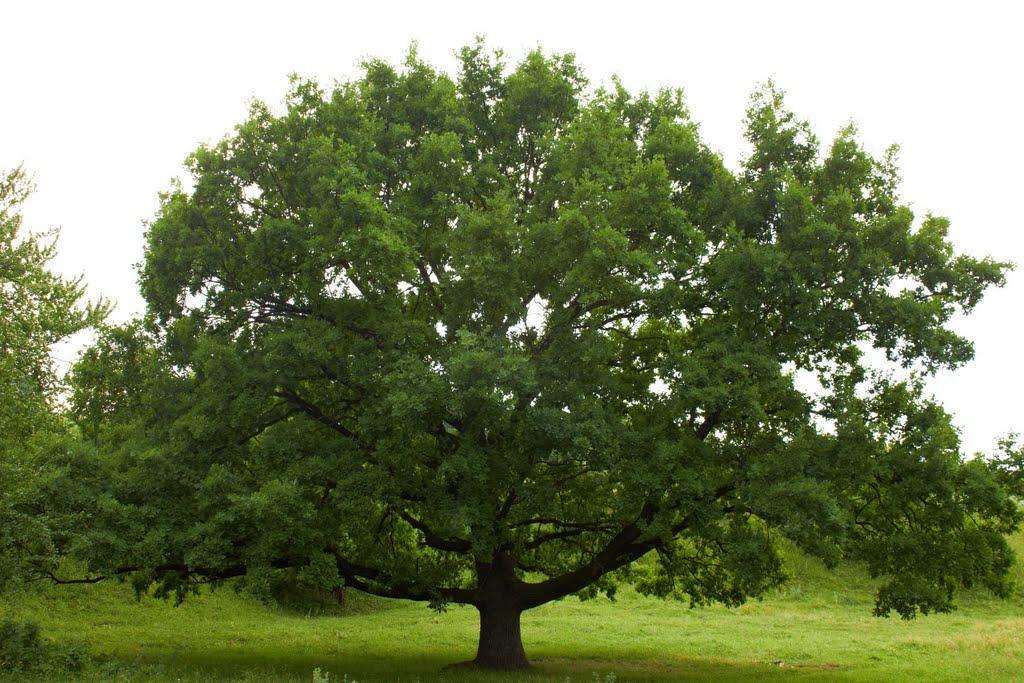 Верхівське з panoramio.com - Верхівське