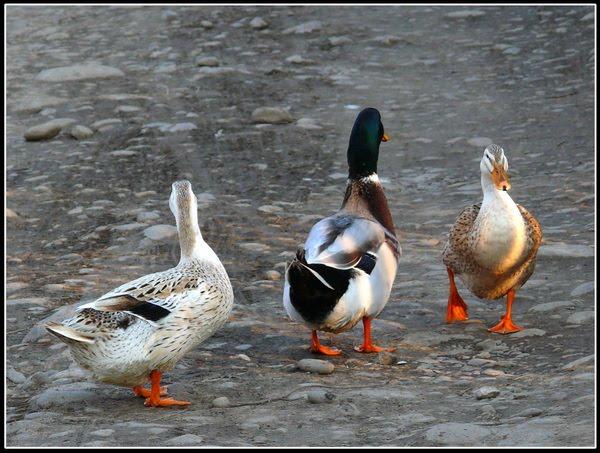 Підмихайля з panoramio.com - Підмихайля